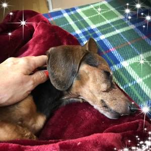 Meet your Posher, Diane